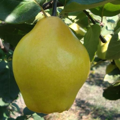 Ayva Fidanı